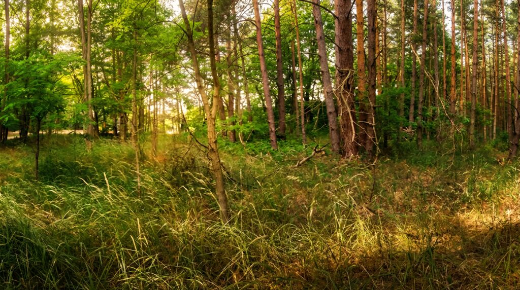 Bilder Real Woodland 1