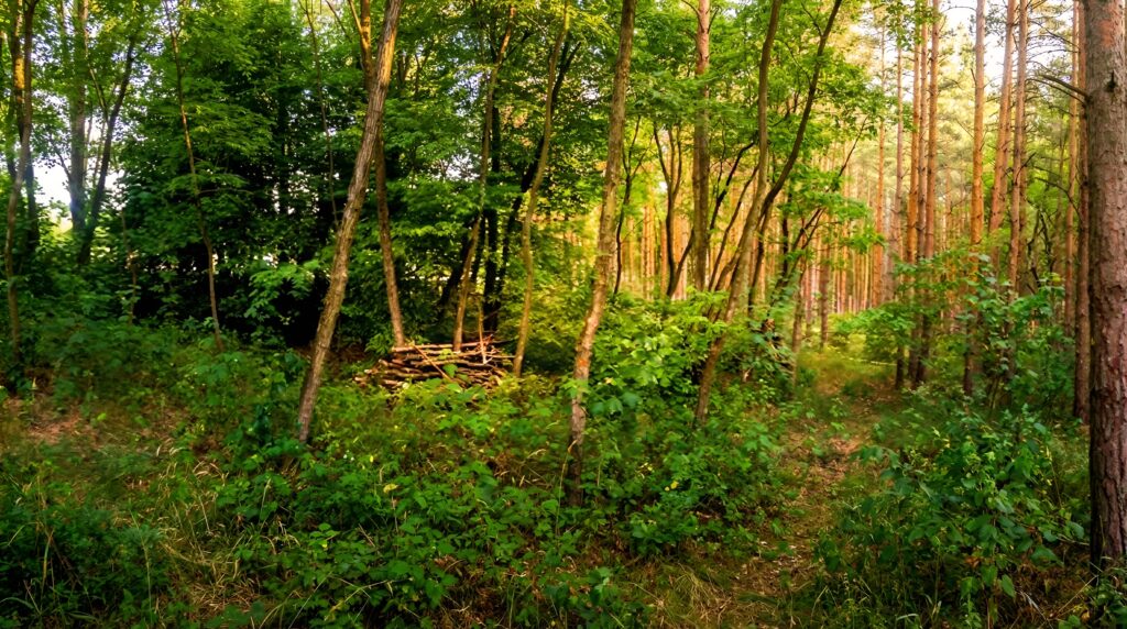 Bilder Real Woodland 2