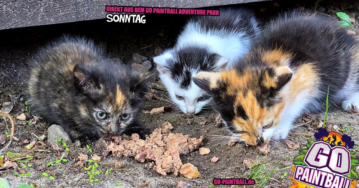 036_dap_092025_1200x627.fw